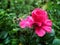 Tropical Elegance: Vibrant Hibiscus Flower in Full Bloom