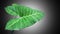 Tropical elephant ear leaf