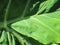 Tropical Elephant ear plant with water drops