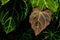 Tropical elephant ears leaf texture, large palm foliage nature dark green background