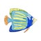 Tropical Emperor angelfish on white background