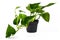 Tropical `Epipremnum Aureum Golen Pothos` house plant in flower pot isolated on white background