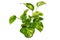 Tropical `Epipremnum Aureum Golen Pothos` house plant in flower pot on white background