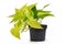 Tropical `Epipremnum Aureum Lemon Lime` house plant in flower pot on white background