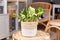 Tropical `Epipremnum Aureum Manjula` pothos houseplant in flower pot on table in living room
