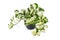 Tropical `Epipremnum Aureum Manjula` pothos houseplant in flower pot  on white background