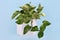 Tropical `Epipremnum Aureum Marble Queen` house plant in white flower pot on blue background
