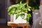 Tropical `Epipremnum Aureum Marble Queen` pothos houseplant with white variegation in flower pot