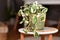 Tropical `Epipremnum Aureum N`Joy` pothos houseplant with variegated leaves in basket flower pot on coffee table