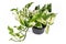 Tropical `Epipremnum Aureum N`Joy` pothos houseplant with white and green variegated leaves in flower pot on white background