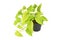 Tropical `Epipremnum Aureum Neon` houseplant in flower pot on white background