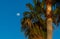 Tropical evening. Moon and palm tree