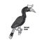 Tropical exotic bird toucan. Horned koalo. Black and white