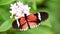 Tropical exotic butterfly Heliconius Erato in jungle rainforest flying on green leaves, macro close up. Spring paradise