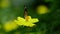 Tropical exotic butterfly suck the nectar from the organic yellow chrysanthemum.close up.Spring paradise, lush foliage natural bac