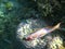 Tropical exotic fish thalassoma rueppellii underwater of Red sea