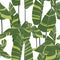 Tropical exotic leaves pattern. Simple bananas line leaves. Jungle background.