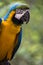 Tropical exotic macaw parrot bird with bright vivid colorful feathers