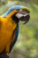 Tropical exotic macaw parrot bird with bright vivid colorful feathers