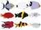 Tropical exotic marine varicolored aquarium fish collection vector illustration