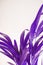 Tropical exotic palm leaves in ultra violet