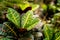 Tropical exotic plants close up background. Colorful beautiful croton petra leaves in garden.