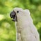 Tropical, exotic, talking,  macaw, parrot, bird, wildlife animal, perched in nature with vibrant colors and eyes looking at you