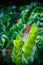 Tropical Fern Bushes. Juicy green twig. stock photo. Selective focus.
