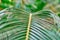 Tropical fern green leaf on green background for print design. Tropical floral pattern, real photo. Copy space.