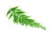 Tropical fern leaf