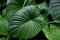 Tropical fern leaves growing in botanical garden with green color pattern and rain droplets in rainy season, dark light background