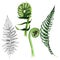 Tropical fern leaves in a watercolor style isolated.
