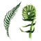 Tropical fern leaves in a watercolor style isolated.