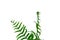 Tropical fern leaves on white isolated background for green foliage backdrop