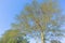 Tropical Fever Tree Large Closeup Blue Sky