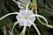 Tropical Fijian white flower with Yellow centre