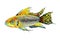 Tropical fish apistogramma cacatuoides. Watercolor illustration.