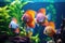 Tropical fish in an aquarium Home tropical fish tank aquarium