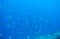 Tropical fish in blue sea water. Coral reef fish school underwater photo. Tropical sea snorkeling diving banner template