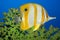 Tropical fish Butterflyfish.