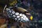 Tropical fish, Clown triggerfish - Balistoides conspicillum - sea and ocean fish