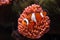 Tropical fish Clownfish Amphiprion ocellaris