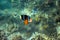 Tropical fish Clownfish in seashore. Coral fish underwater photo.