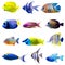 Tropical fish collection