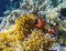 Tropical fish in coral reef. Orange clownfish in yellow actinia.