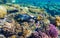 Tropical Fish on coral reef in Ras Mohammed national park