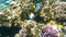 Tropical fish feed on a coral reef in the Red sea