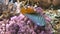 Tropical fish feed on a coral reef in the Red sea