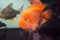 Tropical fish orange Cichlid