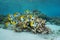 Tropical fish school butterflyfish Pacific ocean